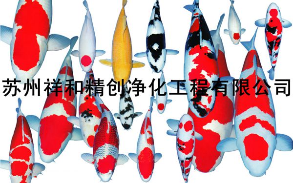 鱼池水处理净化