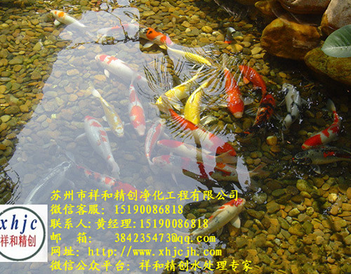 景观鱼池生态水处理水净化