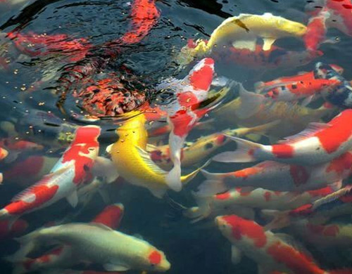 景观鱼池生物净化技术流程