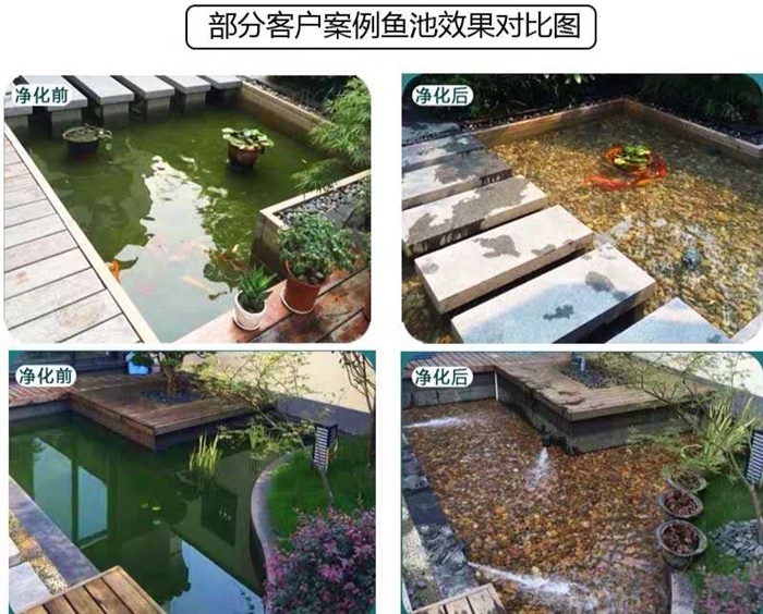 鱼池效果